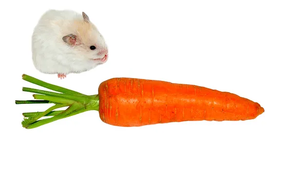 Хомяк и морковь — стоковое фото