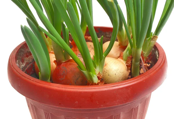 stock image Green onion