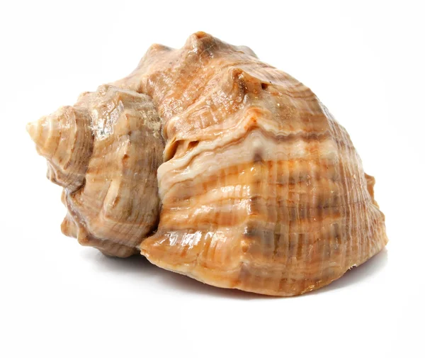 Old sea shell isolated — Stock Photo, Image