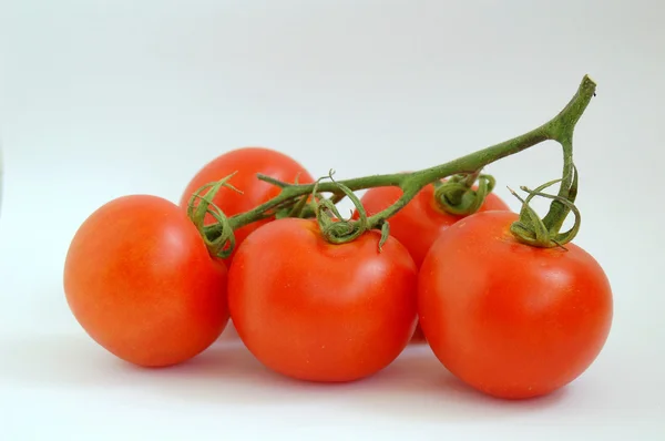 Tomatoes with branch — Stock Photo, Image