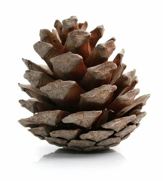 Pine cone isolated on white — Stock Photo, Image