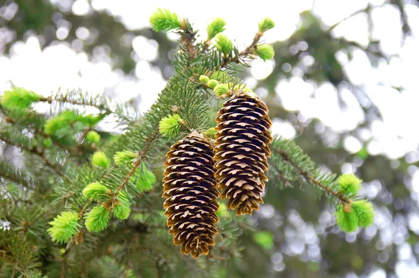 Cones on fir-tree — Stock Photo, Image