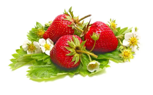 Strawberry and blossom — Stock Photo, Image