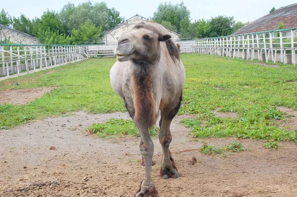 Stock image Camel