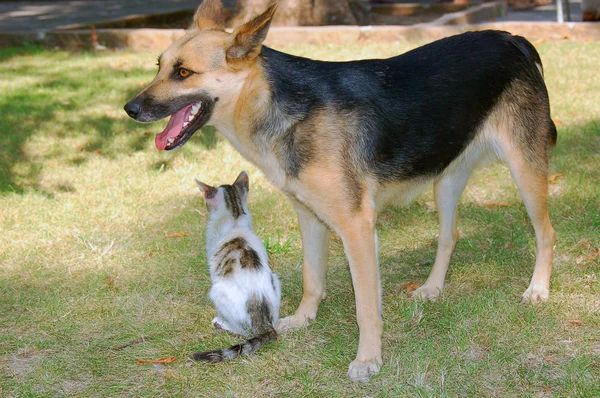 Pies i kot playfu — Zdjęcie stockowe
