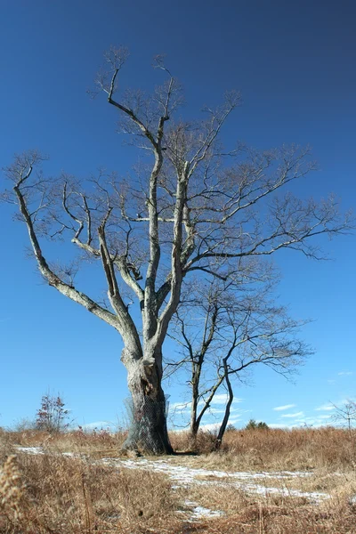 Дьявольское дерево — стоковое фото