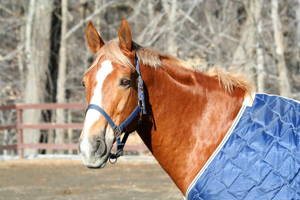 Paarden hoofd — Stockfoto