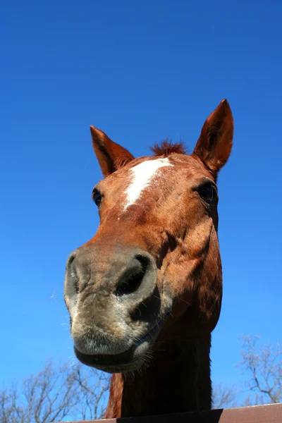 Hästar huvud — Stockfoto