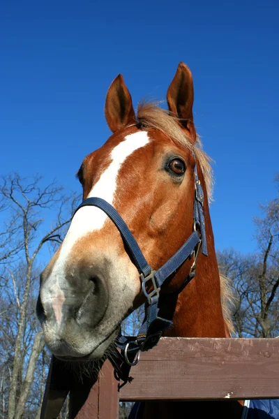 Głowę konia — Zdjęcie stockowe