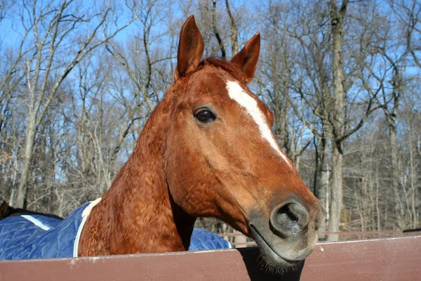 Hästar huvud — Stockfoto