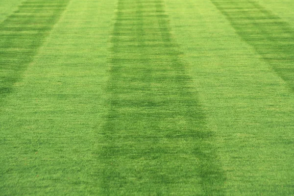 Şeritli çim — Stok fotoğraf