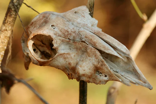 Crâne de cerf — Photo