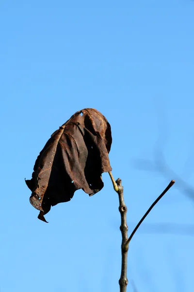 Мертвый лист на ветке — стоковое фото