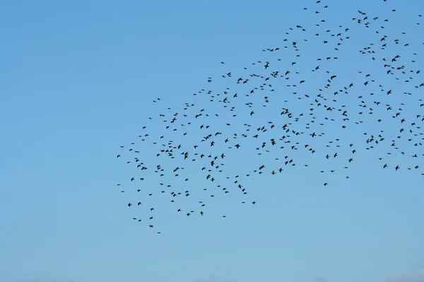 Flock of birrds — Stock Photo, Image