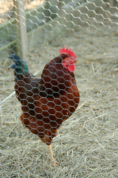 Rooster in een kooi — Stockfoto