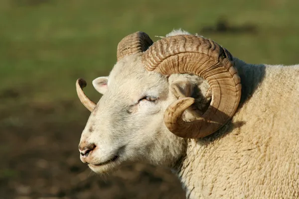 男性 ram 羊 — 图库照片