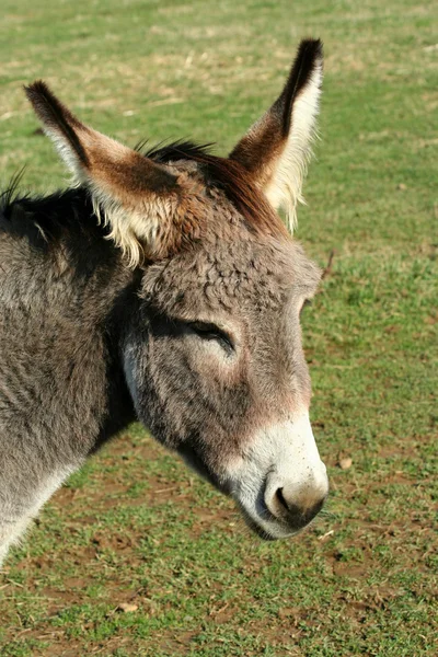 Donkey in a field — Stock Photo, Image