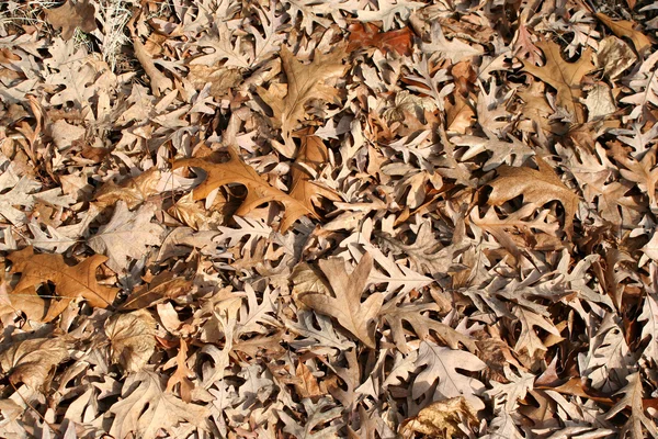 Dead oak leaves background — Stock Photo, Image