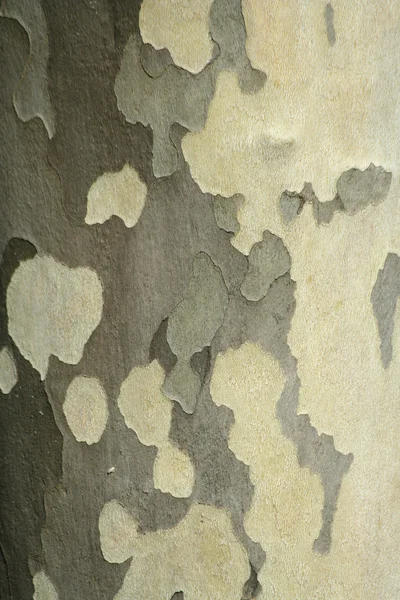 Stromová kůra — Stock fotografie