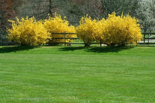 Arbustos amarelos — Fotografia de Stock