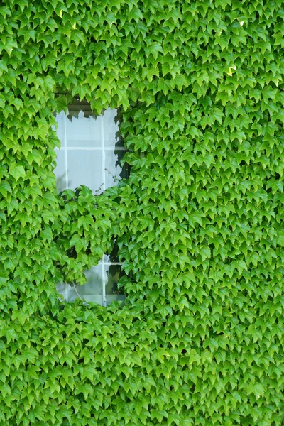 Ivy covered window — Zdjęcie stockowe