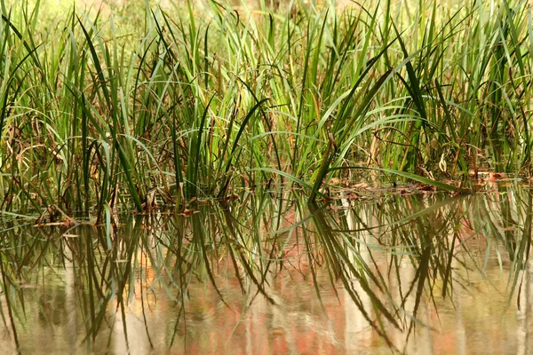 池塘里的芦苇 — 图库照片