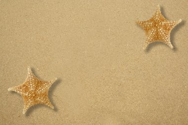 Two star fish on the sand clipart