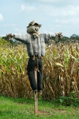 Scarecrow protecting a corn field clipart