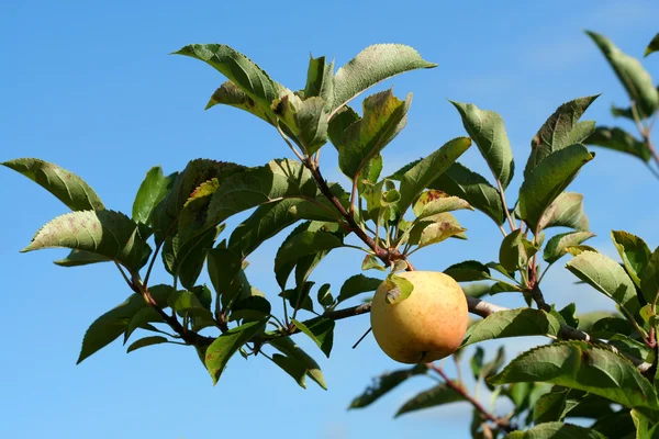Granny smith elma ağacı üzerinde — Stok fotoğraf