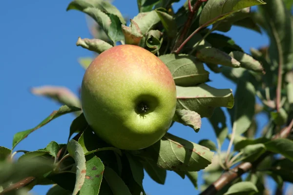 Granny smith elma ağacı üzerinde — Stok fotoğraf
