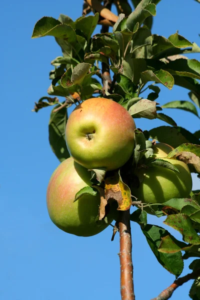 Бабушка-кузнец яблоки на дереве — стоковое фото