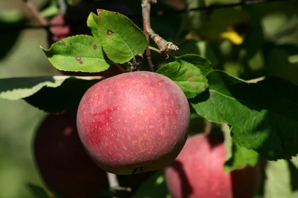 Kırmızı winesap elma — Stok fotoğraf