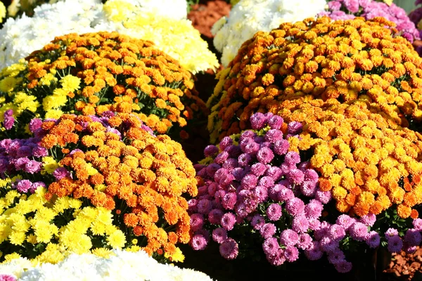 Outono mãe flores — Fotografia de Stock
