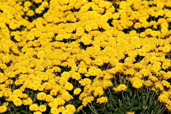 Herfst moeder bloemen — Stockfoto