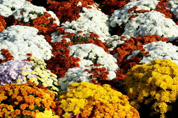Autumn mum flowers — Stock Photo, Image