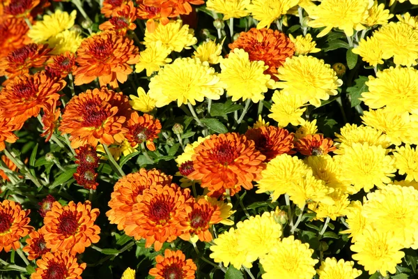 Autumn mum flowers — Stock Photo, Image