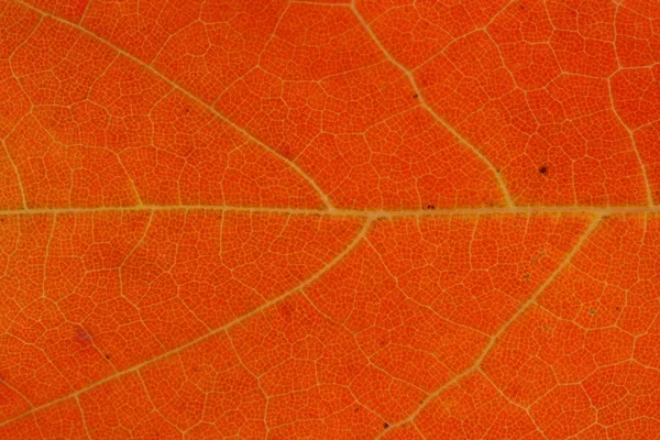 秋の葉のマクロ — ストック写真