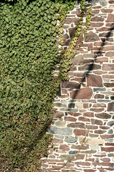 Muro di pietra con ivey — Foto Stock