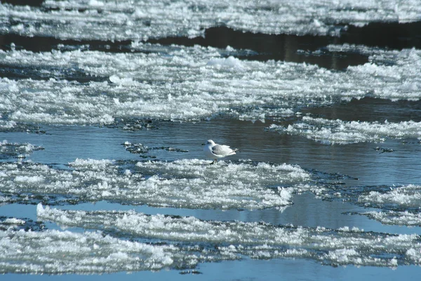 Río congelado —  Fotos de Stock