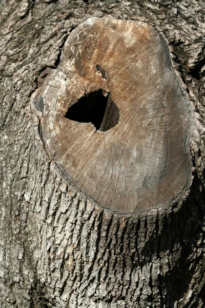 Oude boom — Stockfoto
