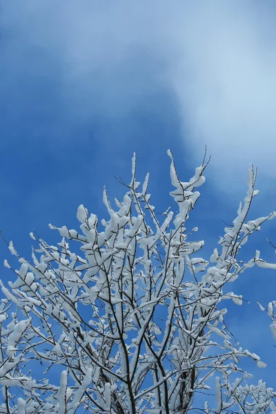 Snow tree — Stock Photo, Image