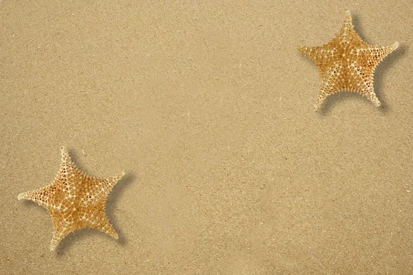 stock image Two star fish on the sand