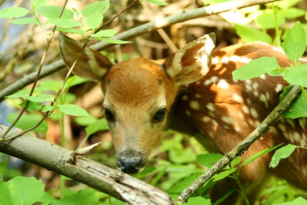 Baby deer — Stock Photo, Image