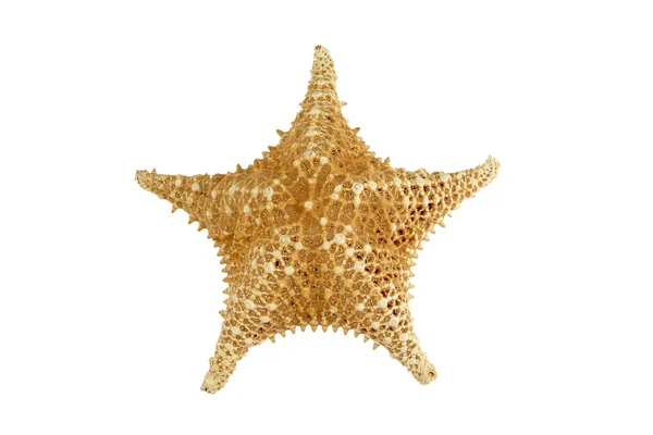 Isolated star fish on white — Stock Photo, Image