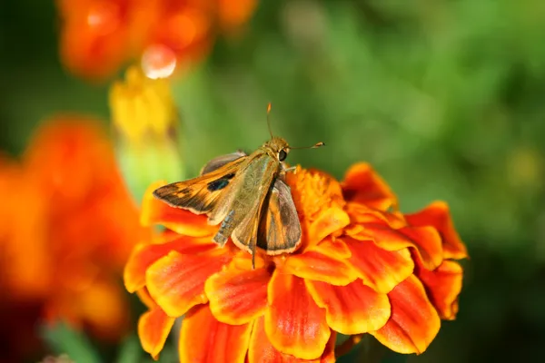 ハチドリ蛾、マリーゴールドで — ストック写真