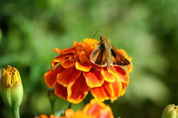 Kolibri auf einer Ringelblume — Stockfoto