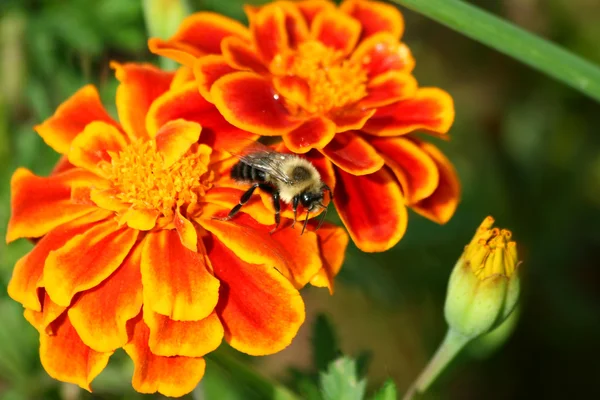 Hummel auf einer Ringelblume — Stockfoto