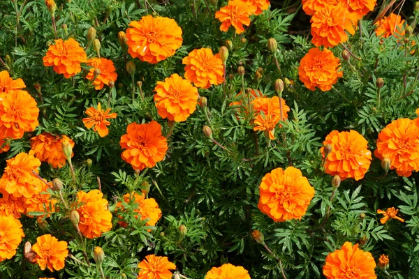 Csomó marigolds — Stock Fotó