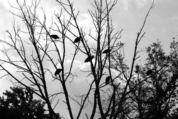 Bos van gieren in een boom silhouet — Stockfoto