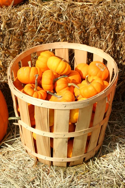 Bunch of gourds in a basket — Stock Photo, Image